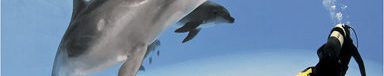 dolfin-384x147 Людина і дельфін