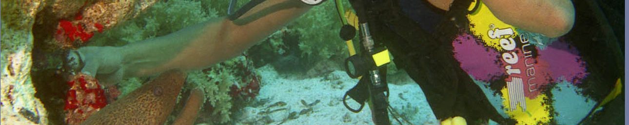 murena-1290x496